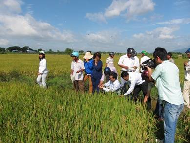 PVFCCo summarizes the performance testing model on effective use of Phu My urea on rice plant at Binh Thuan Province