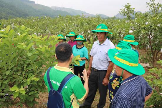 Kết quả phấn khởi tại các mô hình trình diễn sử dụng phân bón Phú Mỹ trên cây ổi và cây lúa