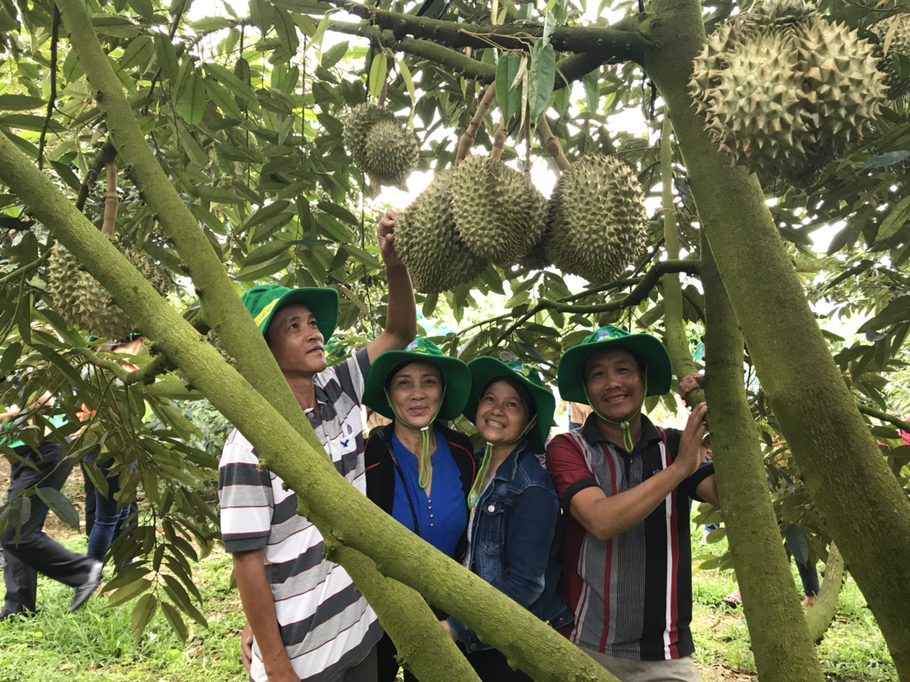 Phân bón Phú Mỹ: Bí quyết cho cây dưa và sầu riêng ở miền Trung – Tây Nguyên những mùa bội thu 